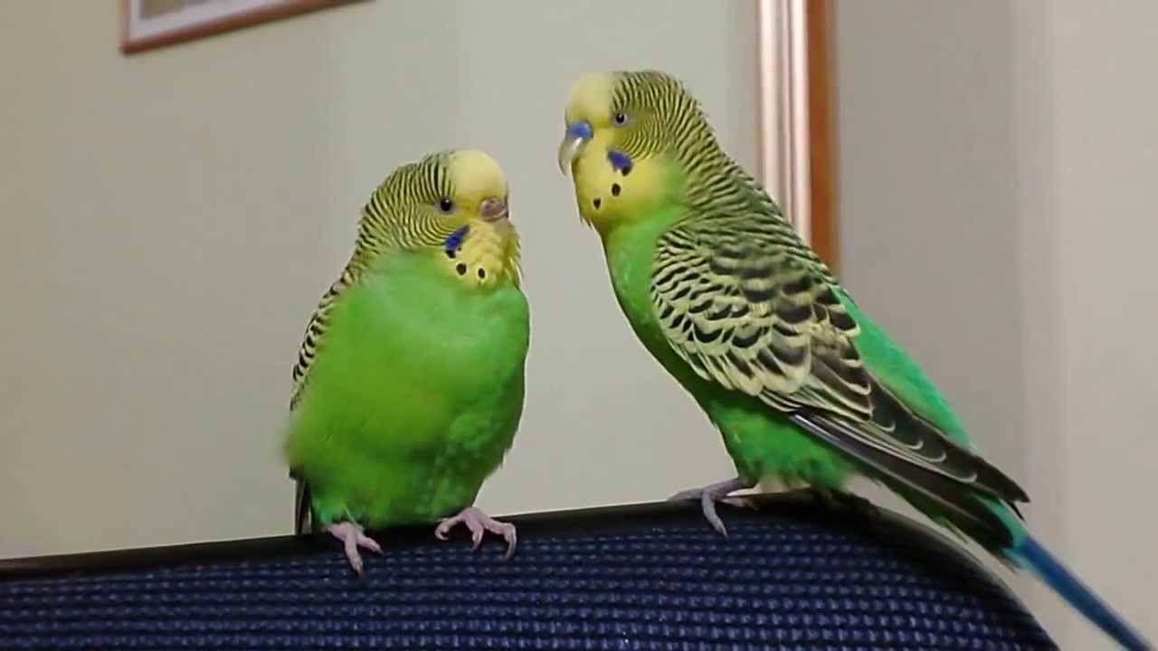 Характеристики и нюансы пения волнистых попугаев