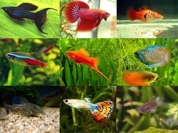 20 самых неприхотливых аквариумных рыбок