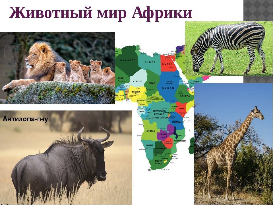 Самые интересные и необычные животные африки