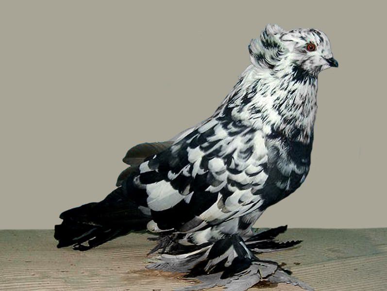 Породы голубей: 115 фото, названия, особенности и правила выбора