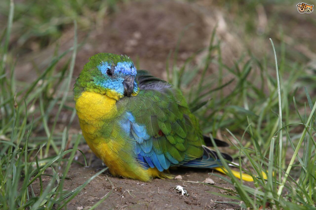 Розовобрюхий травяной попугайчик: содержание, разведение, фото боурки