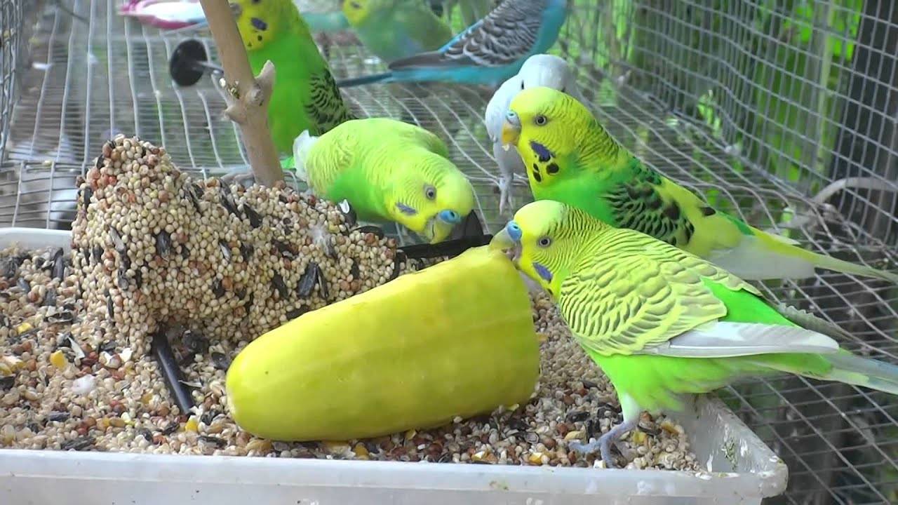 Какие продукты едят попугаи в дикой природе и в домашних условиях