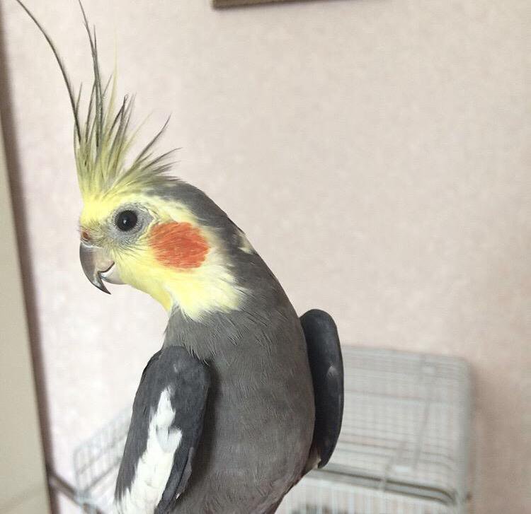 Корелла, маленький говорливый попугай