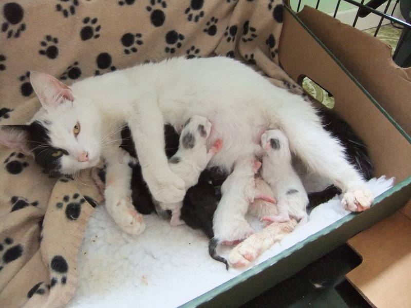 Сколько котят может родить кошка: определение количества котят, факторы, влияющие на многоплодность