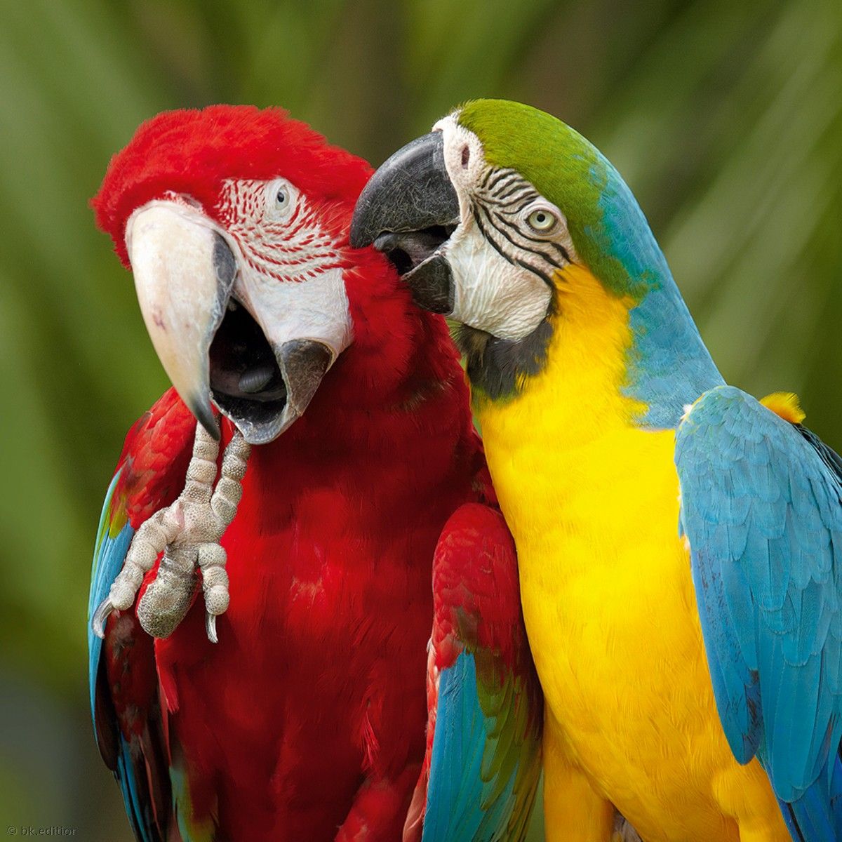 Говорящий попугай: какие птицы легче всего учатся говорить