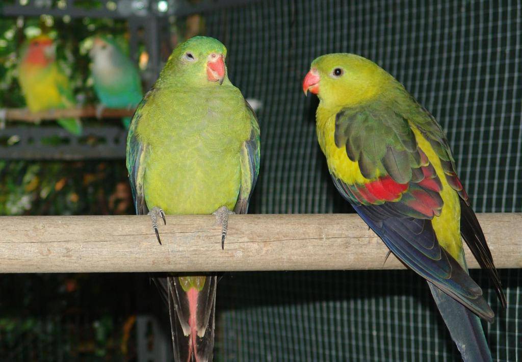 Травяные попугайчики, род neophema