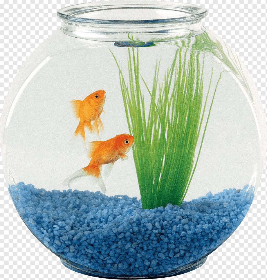 Содержание золотой рыбки в домашнем аквариуме