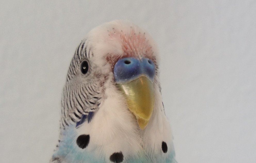 Что нужно знать о линьке у волнистых попугаев