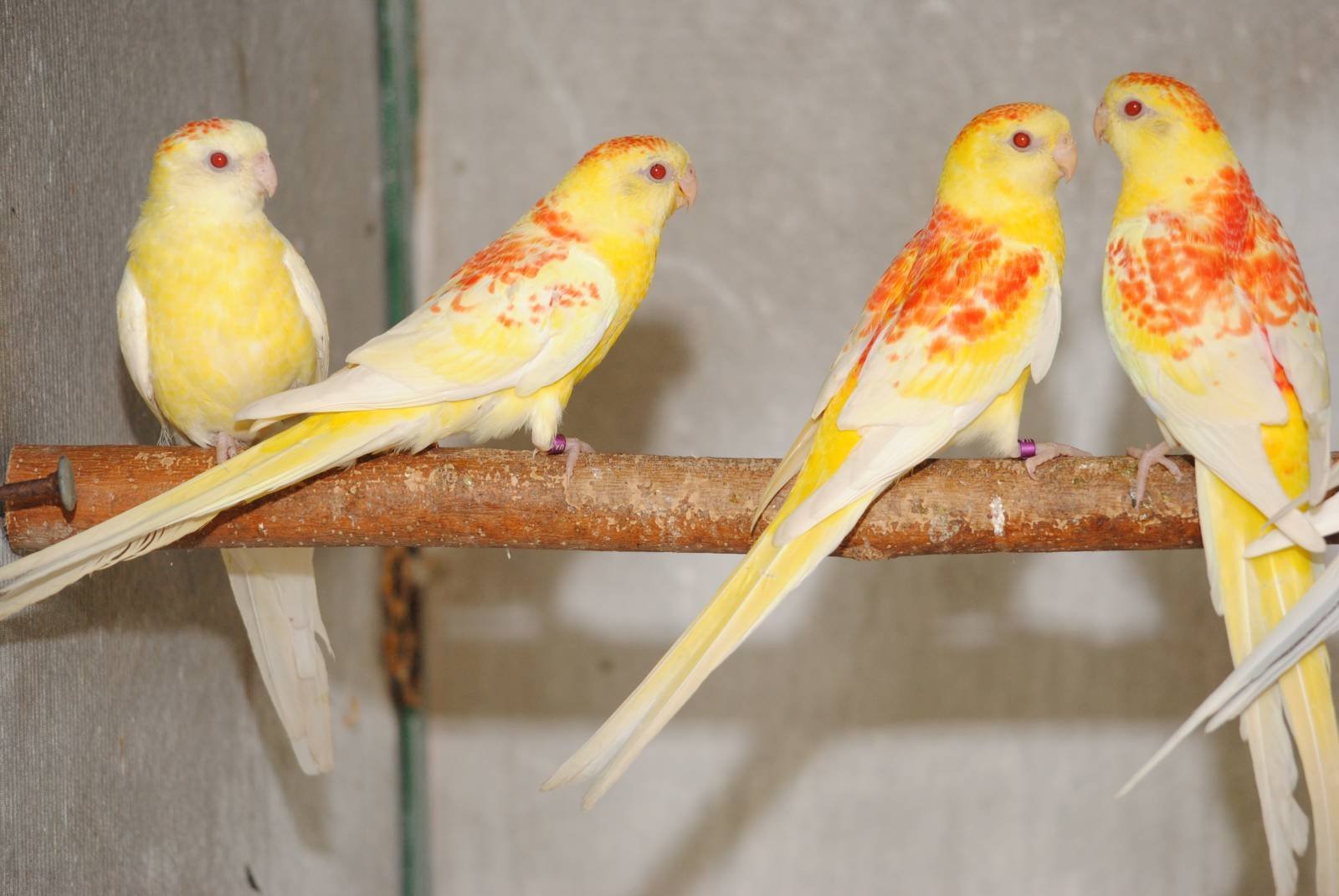 Какие породы попугаев относятся к средним по размеру