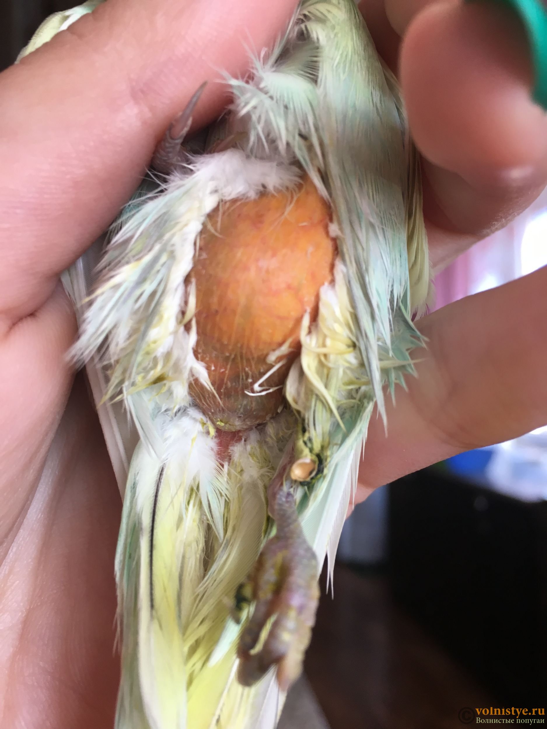 Болезни попугаев корелла: симптомы и лечение основных заболеваний