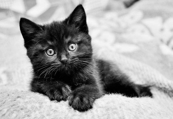 Список лучших имен для кошек и котов : самые популярные, красивые, оригинальные и смешные клички подходящие для черных, рыжих, белых, трехцветных и полосатых котов и кошек