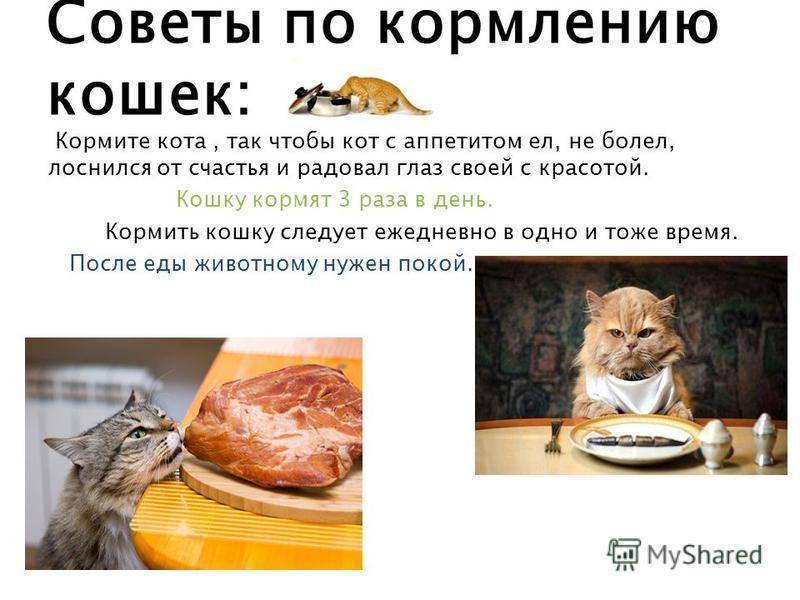 Чем кормить кошку в домашних условиях: продукты, сухие корма
