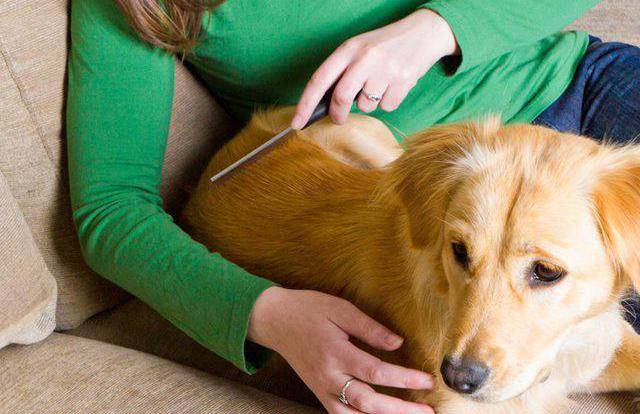 Аллергия у собак, симптомы и лечение