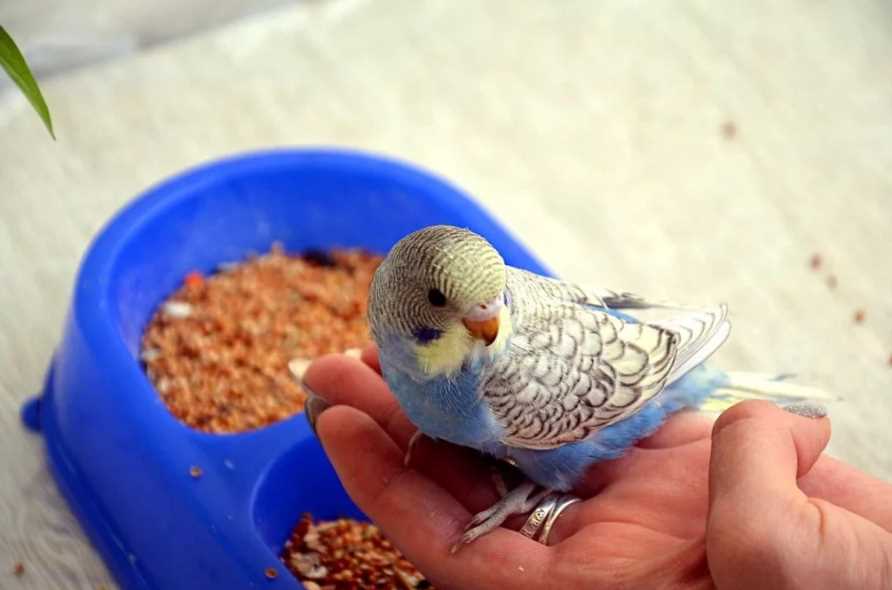 Каши для волнистых попугаев: гречка и рис - можно ли давать?