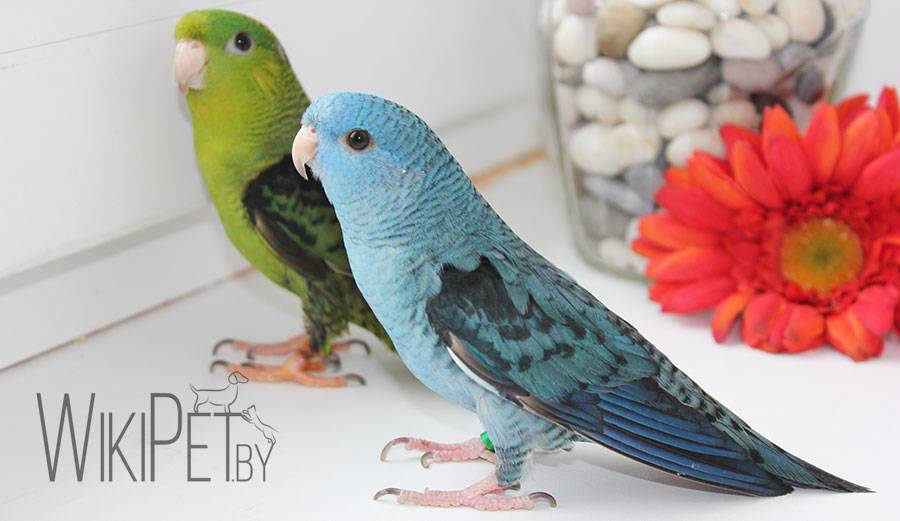 Синеголовый красногузый попугай: описание, содержание и уход, разведение, фото