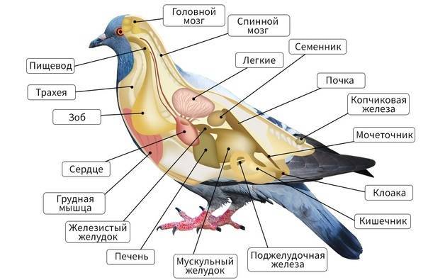 ᐉ сколько живут голуби: как определить возраст птицы. фото, видео. - zooon.ru