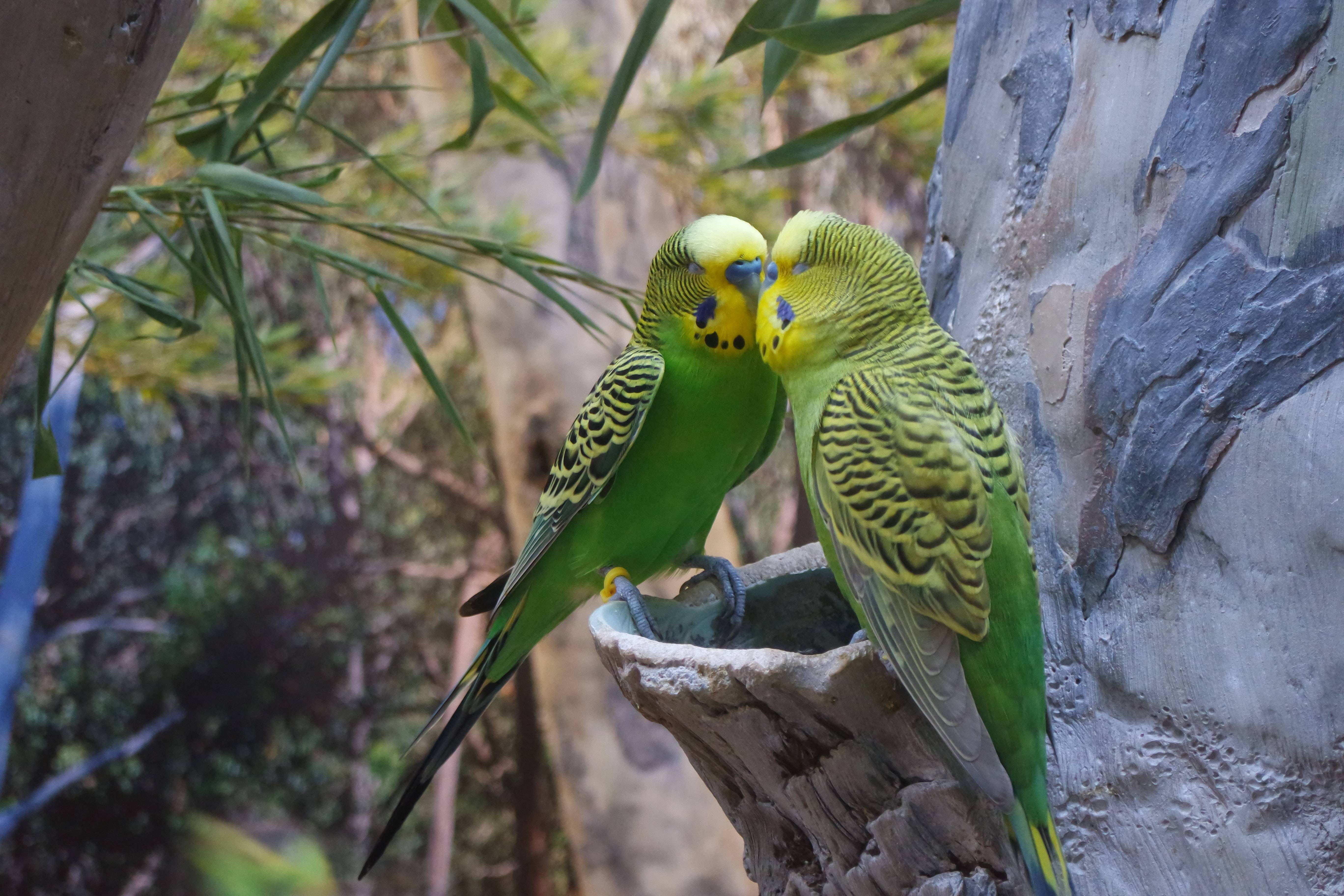 Волнистый попугайчик - все о самой популярной породе попугаев