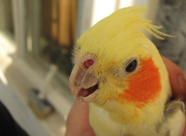 Почему попугай дрожит: как помочь пернатому питомцу