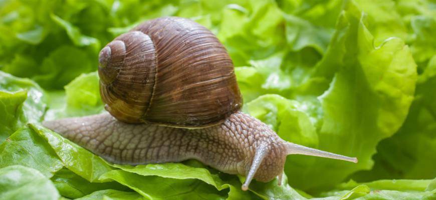 Cамый крупный брюхоногий моллюск — виноградная улитка и ее содержание в домашних условиях