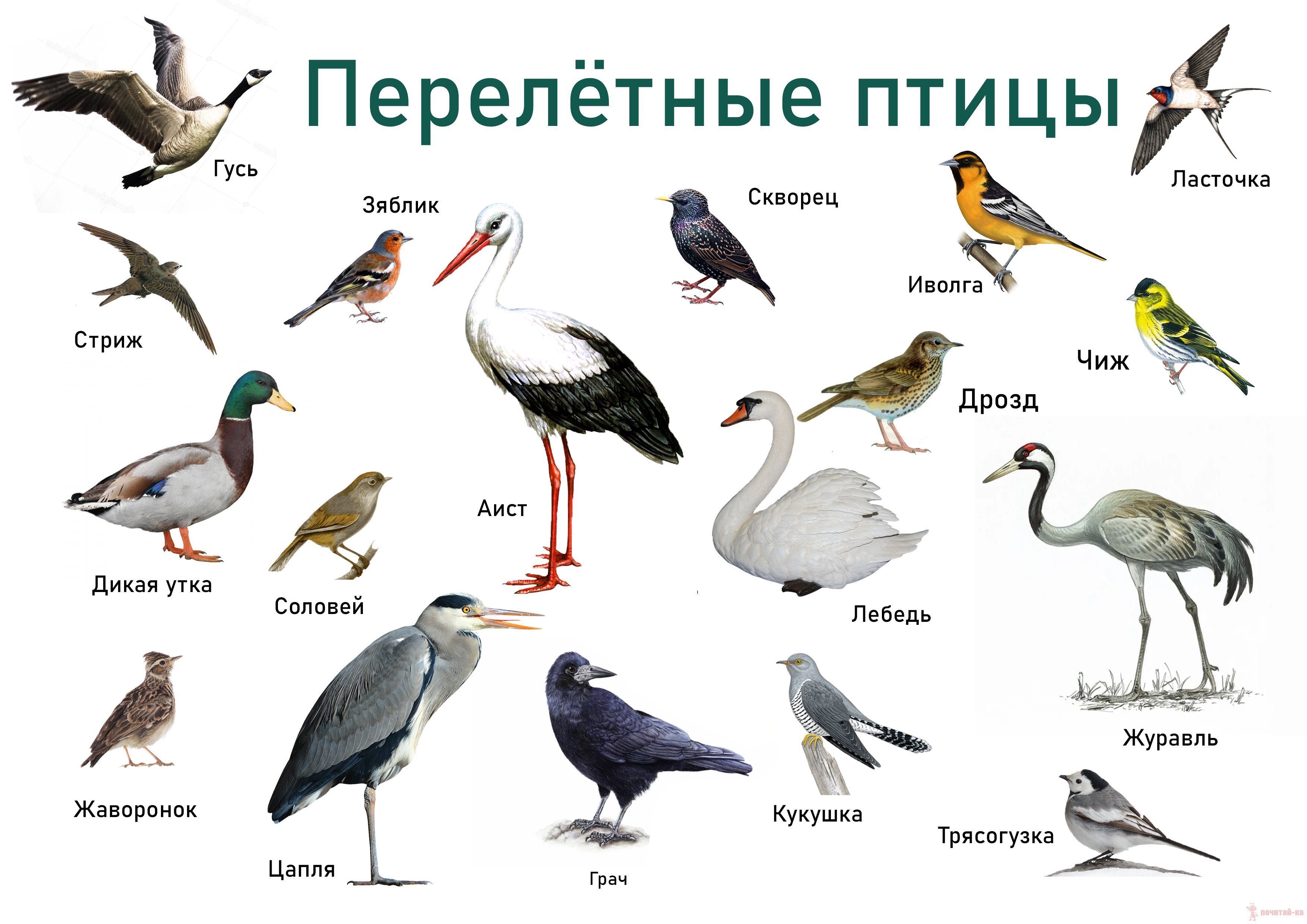Перелётные птицы. описания, виды, и названия перелётных птиц | живность.ру