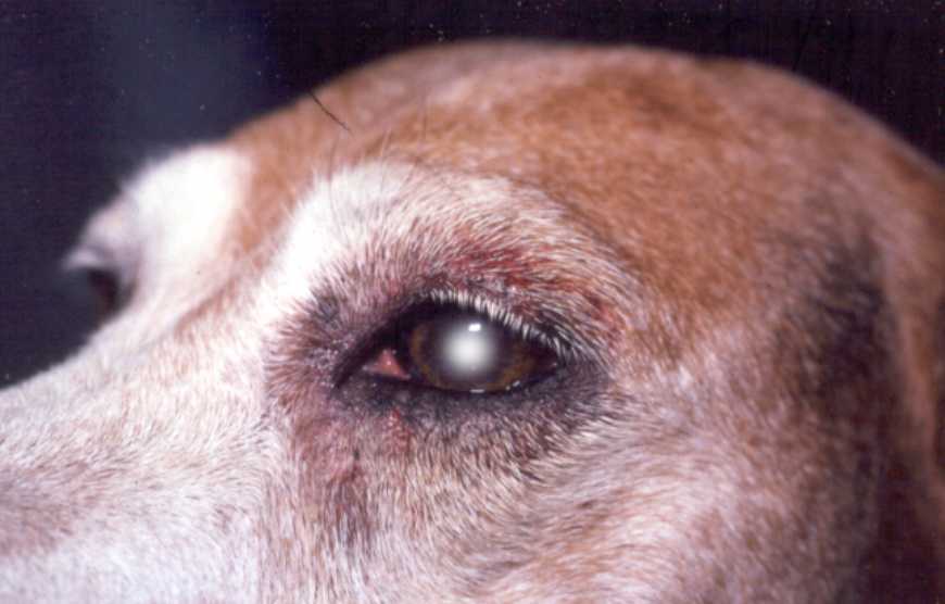 Красные белки глаз у собак: причины и способы лечения, от чего возникает слезоточивость - kotiko.ru