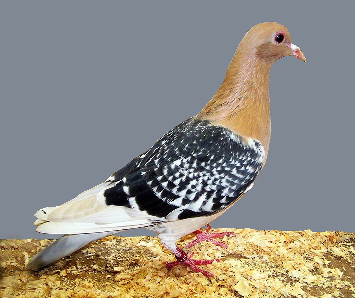 Фото и характеристика пород голубей с описанием