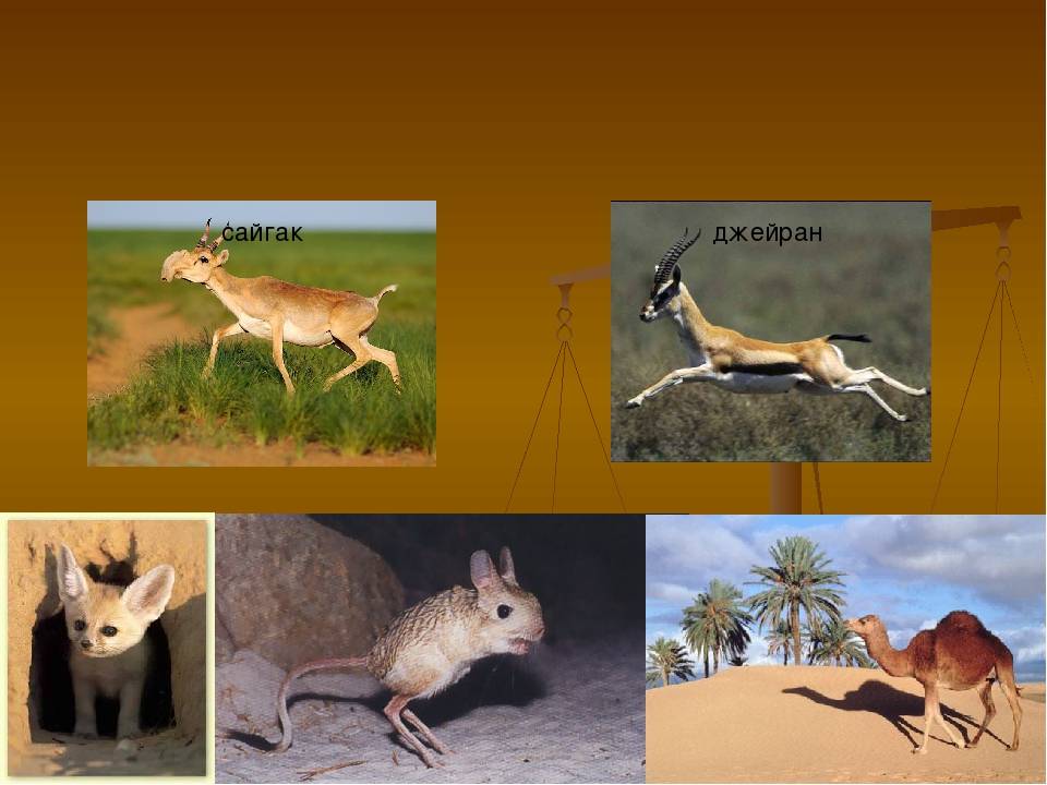 Животные пустыни. описания, названия и особенности животных пустыни
