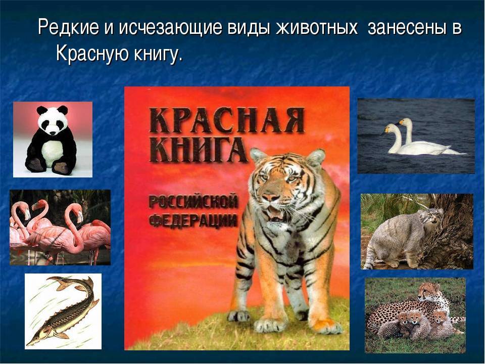 Какие животные занесены в красную книгу россии – список редких видов, фото и характеристика