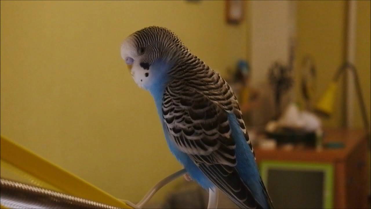 Как научить говорить попугая (волнистого или корелла) за 1 день + видео