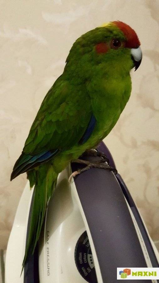 Попугай квакер: фото и описание вида, особенности ухода и отзывы владельцев
