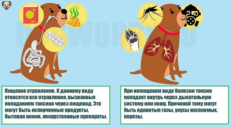 Нейротоксикозы собак и кошек
