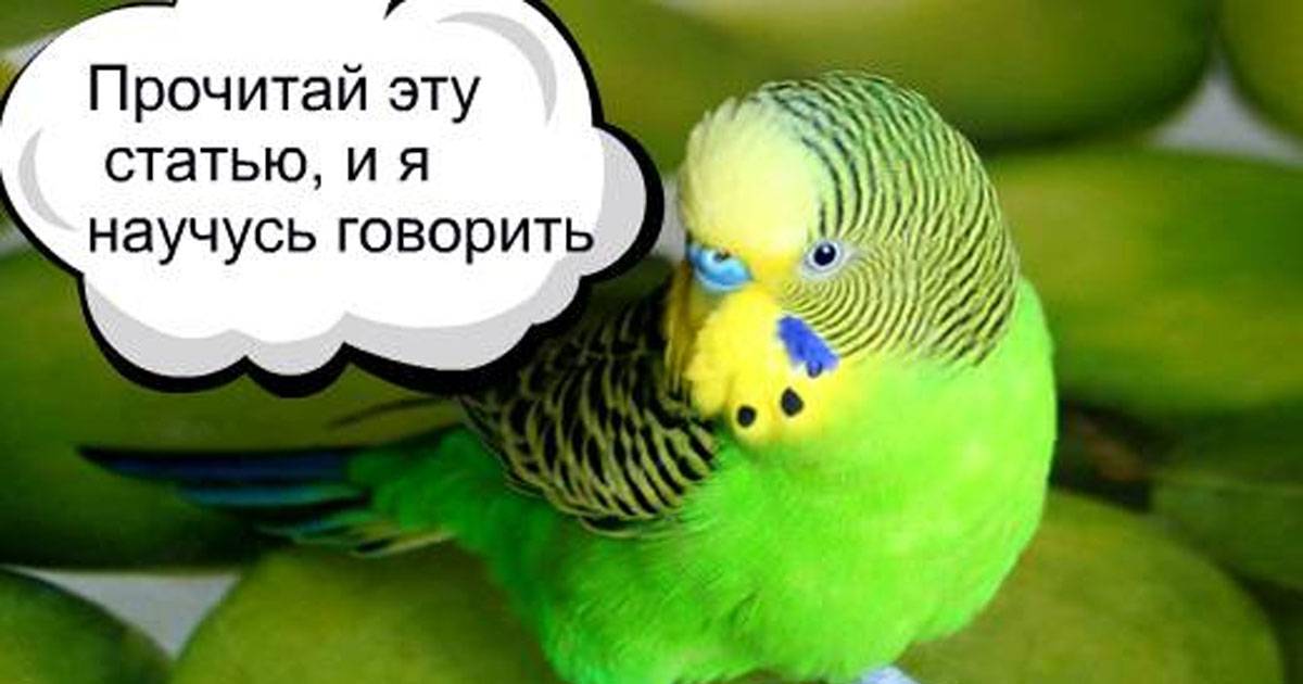Как научить разговаривать волнистого попугая | блог на vetspravka.ru