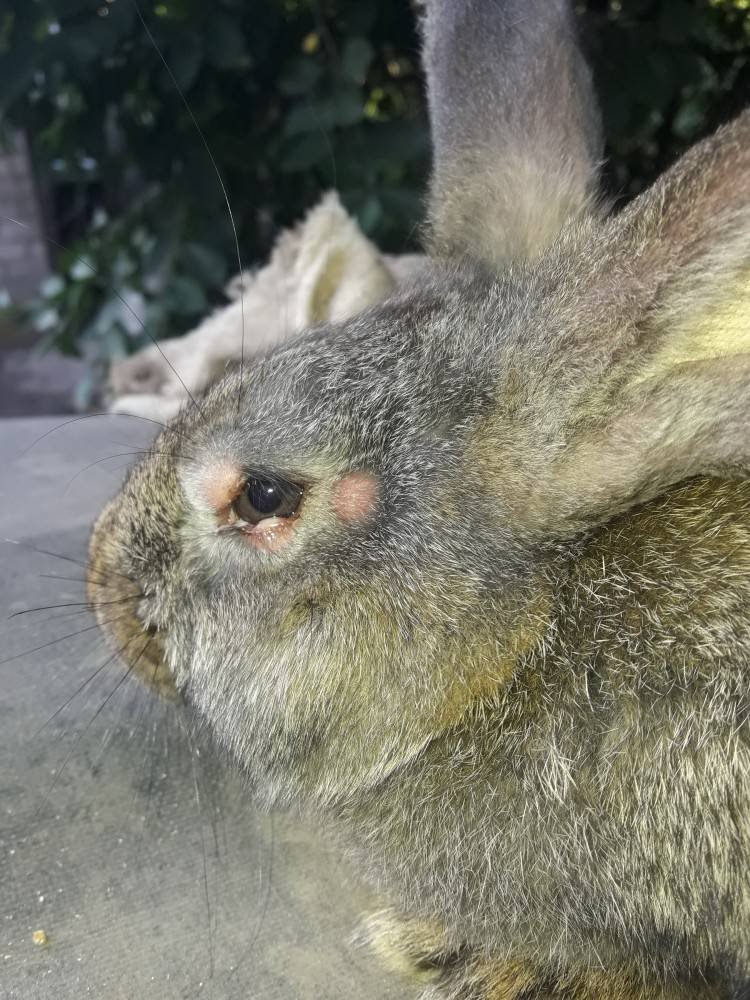 Болезни кроликов: их симптомы и лечение, фото