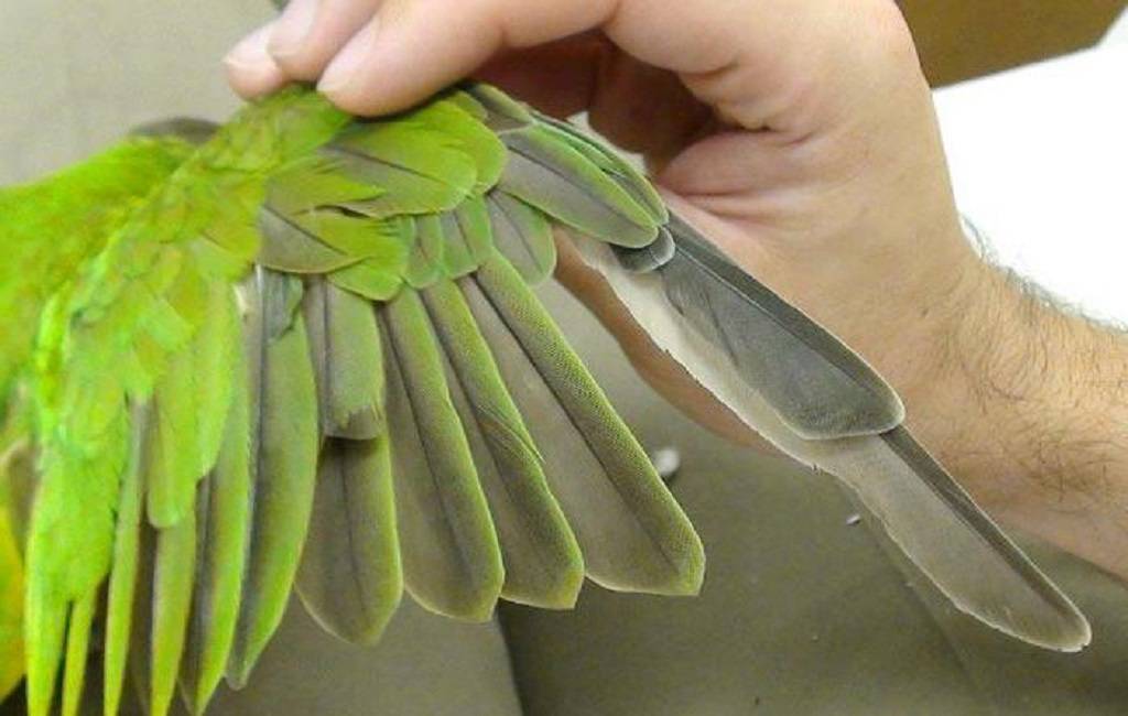 Болезни попугаев неразлучников: симптомы и лечение