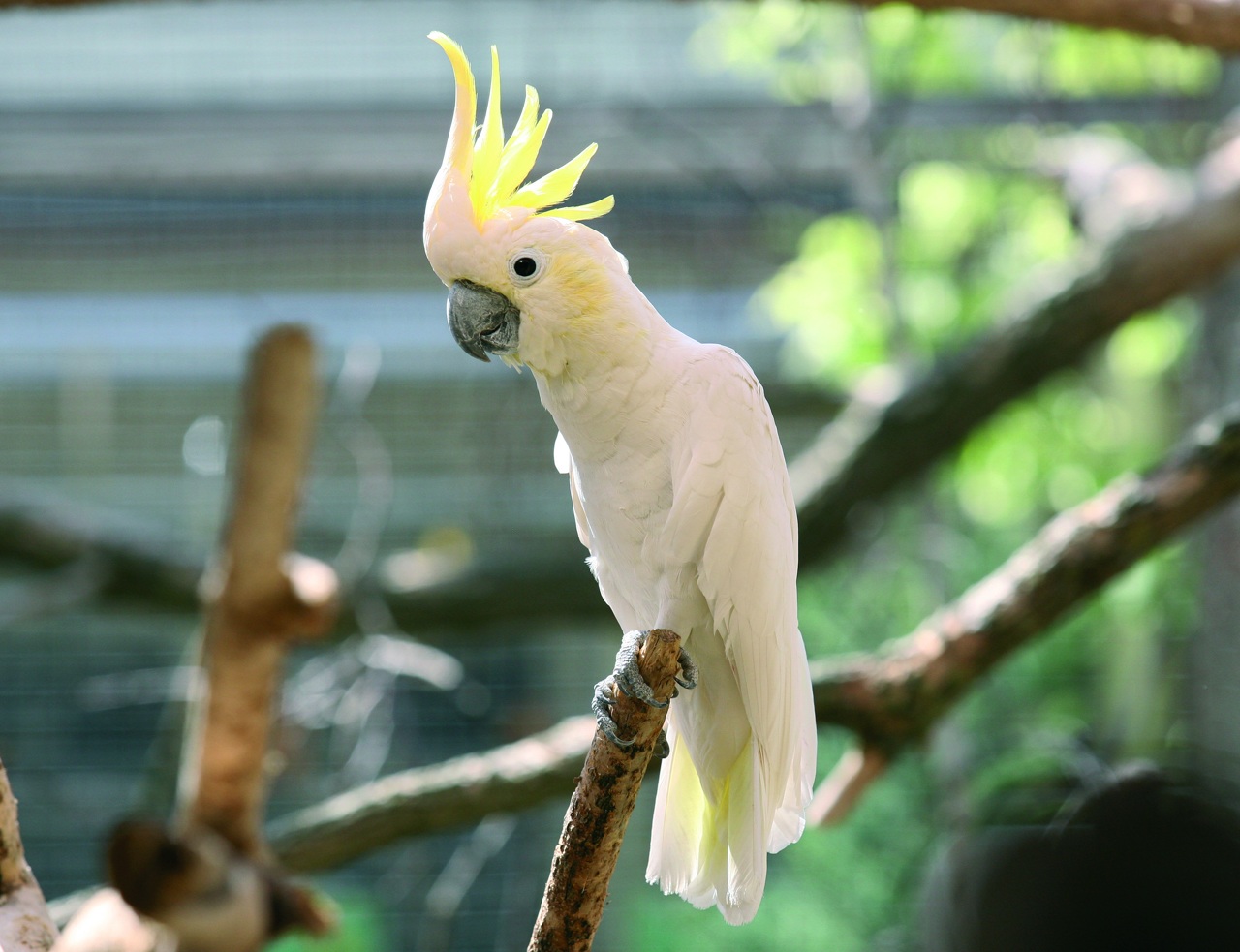 Белый какаду попугай. образ жизни и среда обитания белого какаду | животный мир