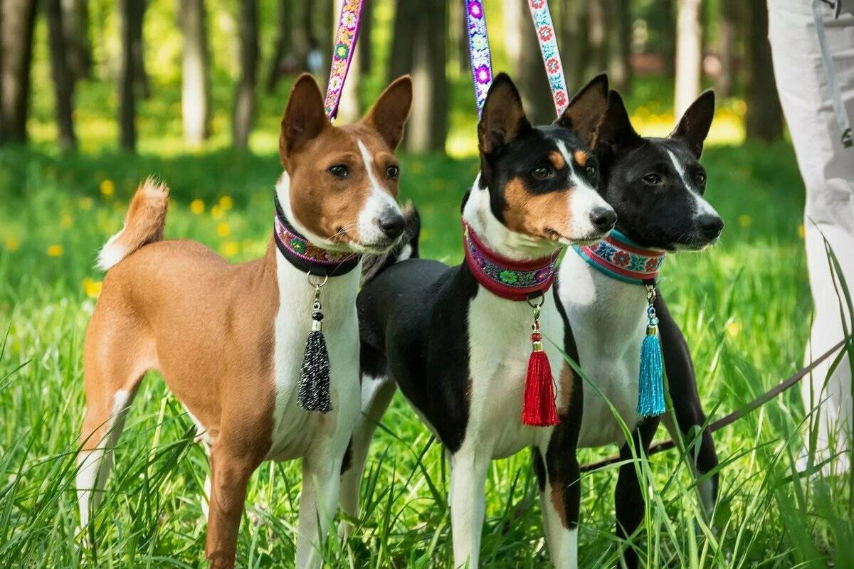 Описание породы басенджи: основные характеристики, внешний вид и характер собаки