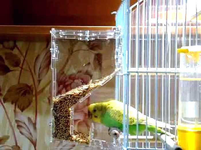 Поилка и кормушка для попугаев. изготовление своими руками в домашних условиях