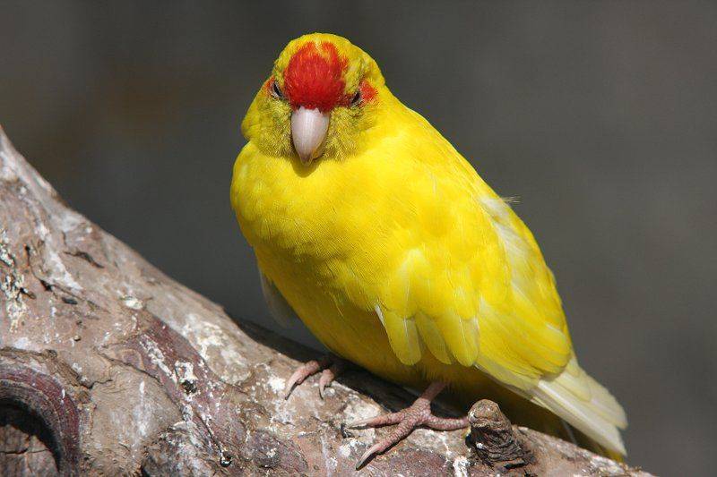 Попугаи какарики: описание, фото, видео, содержание породы