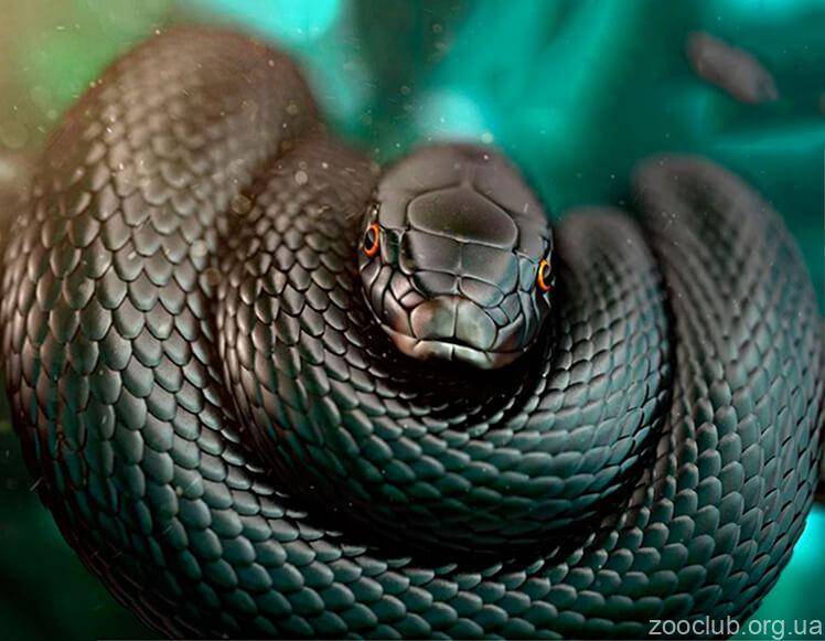 Черная мамба: самая ядовитая змея в мире, фото и описание, видео