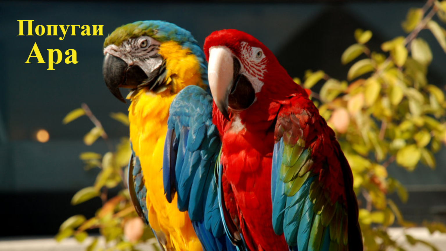 Все самое важное о содержании попугаев ара в домашних условиях