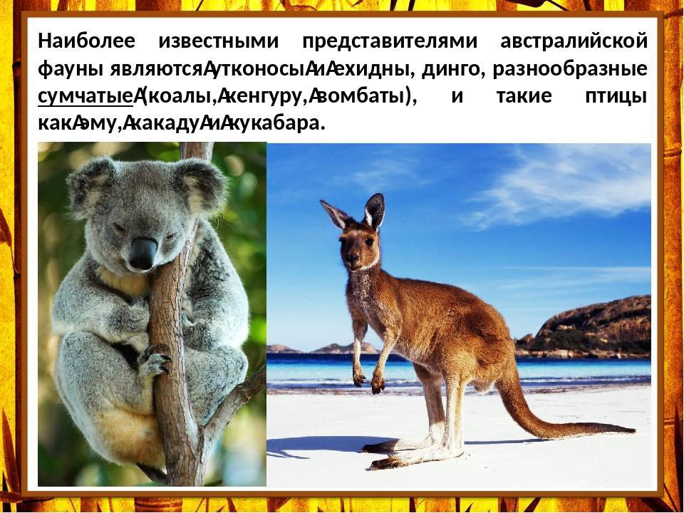 Какие животные живут в австралии: фото с названиями и описанием