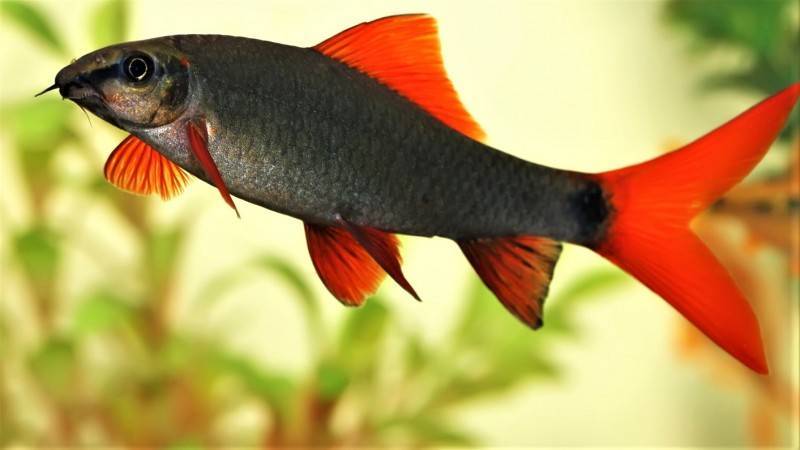 Лабео, рыбка аквариумная с фото