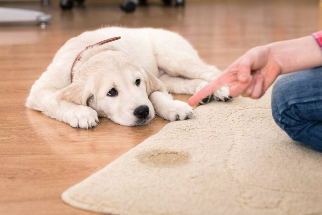 Как отучить щенка гадить дома: быстро и просто