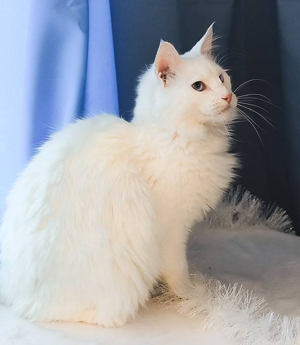 Турецкая ангора или ангорская кошка
