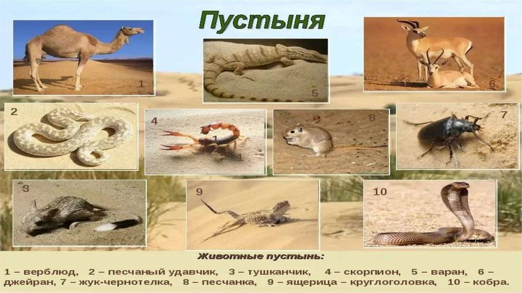 Пустыни и полупустыни россии, животные и растения, климатический пояс, характеристика природной зоны