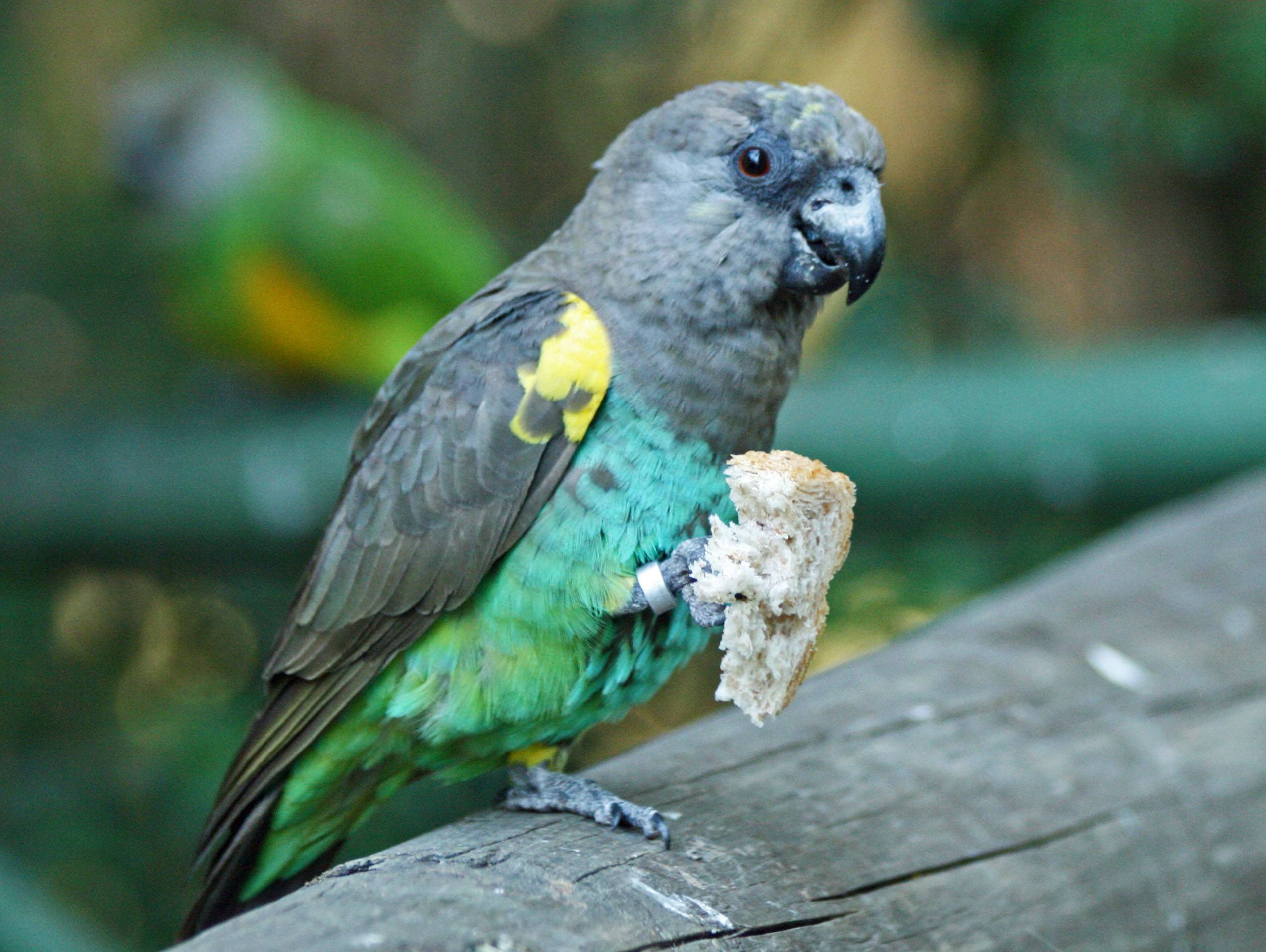 Мейеров длиннокрылый попугай – содержание в домашних условиях