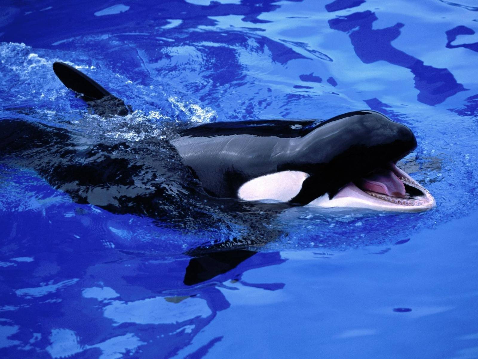 Кто такие касатки - это дельфины или киты: чем питаются и как выглядят, где обитают, их фото