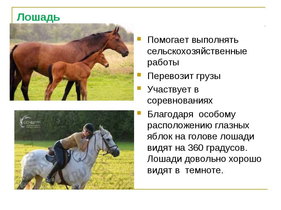История происхождения лошади: биологические особенности одомашнивания