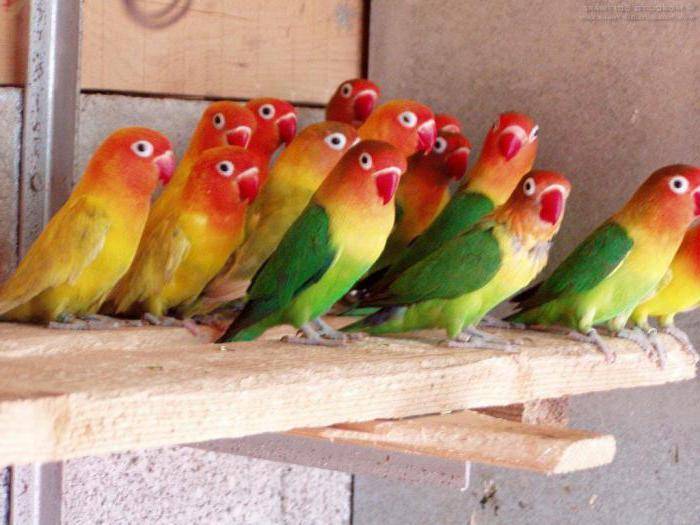 Всё о популярной породе попугаев – неразлучники