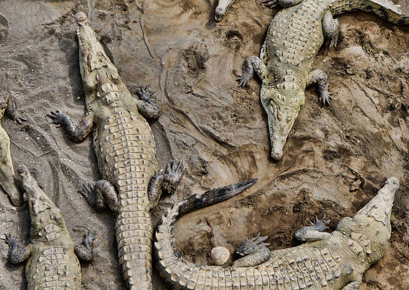 Нильский крокодил: описание, где обитает, размеры, сколько живет